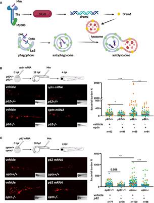 Xenophagy receptors Optn and p62 and autophagy modulator Dram1 independently promote the zebrafish host defense against Mycobacterium marinum
